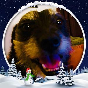 Meet your Posher, Shaun